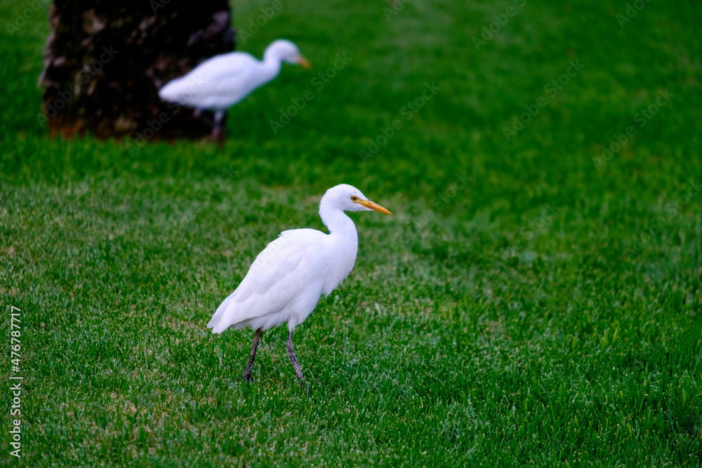 Kirkamon-Cattle Erget bird walking on the green grass. Kirkamon-Cattle Erget bird walking on the green grass.