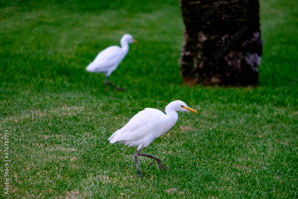 Obraz premium Kirkamon-Cattle Erget bird walking on the green grass.