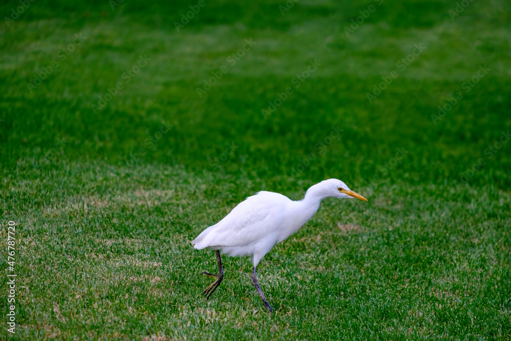 Fototapeta premium Kirkamon-Cattle Erget bird walking on the green grass.