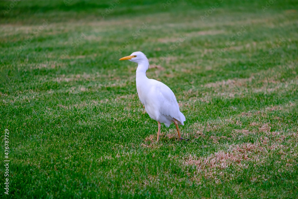 Fototapeta premium Kirkamon-Cattle Erget bird walking on the green grass.