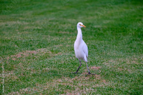 Kirkamon-Cattle Erget bird walking on the green grass.