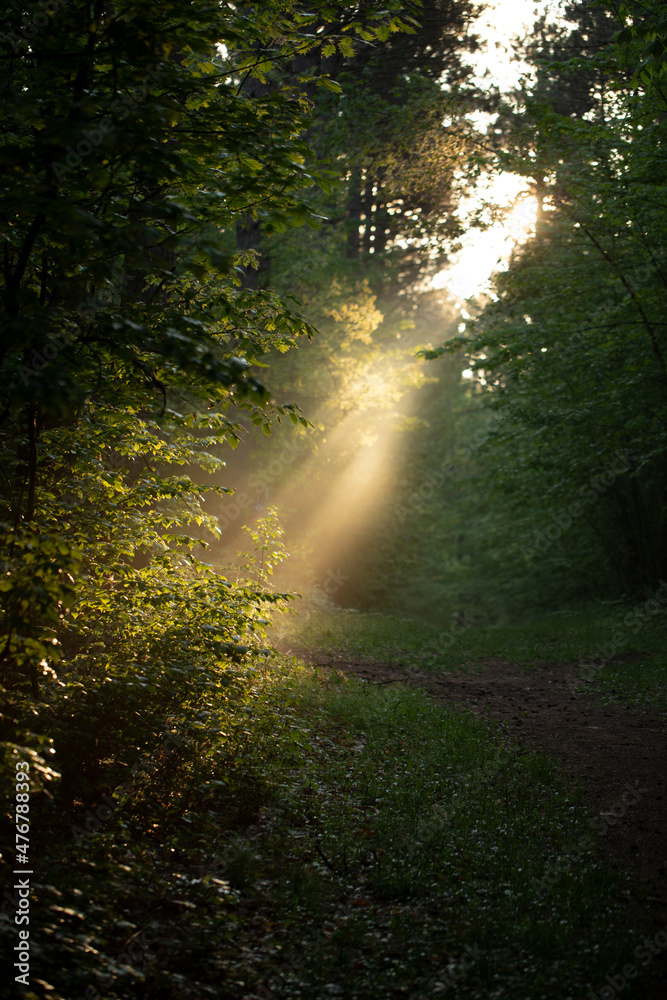 Obraz premium Angelic Light Coming Through Roof of Forest