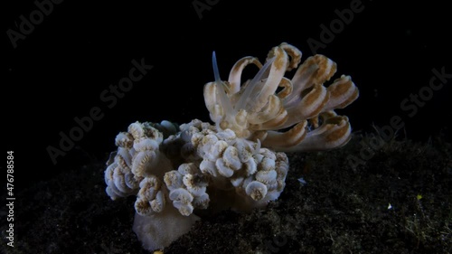 Nudibranch (sea slug) - Phyllodesmium jakobsenae, feeding on a Xenia coral, 10m. Underwater macro world of Tulamben, Bali, Indonesia. photo