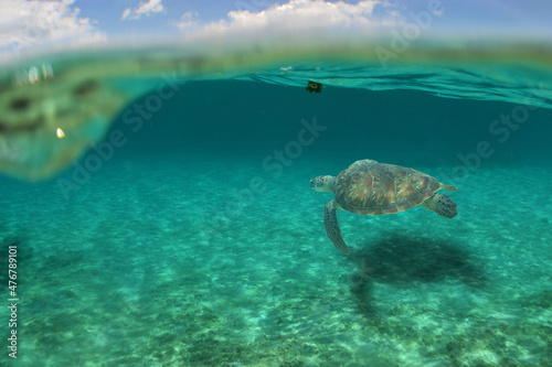 Fototapeta Naklejka Na Ścianę i Meble -  sea turtle , caribbean sea , Venezuela