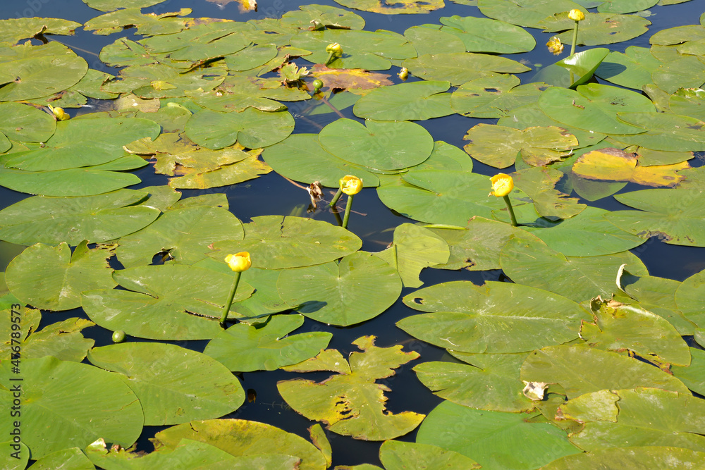 The goblet is yellow (Nuphar lutea L.). Leaves on the surface of water The goblet is yellow (Nuphar lutea L.). Leaves on the surface of water