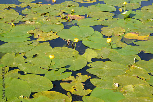 The goblet is yellow (Nuphar lutea L.). Leaves on the surface of water © vodolej
