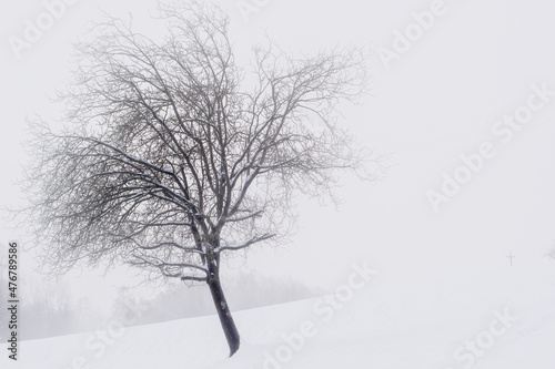 Wallpaper Mural the lonely tree in the thick fog Torontodigital.ca