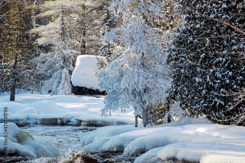 winter in the forest