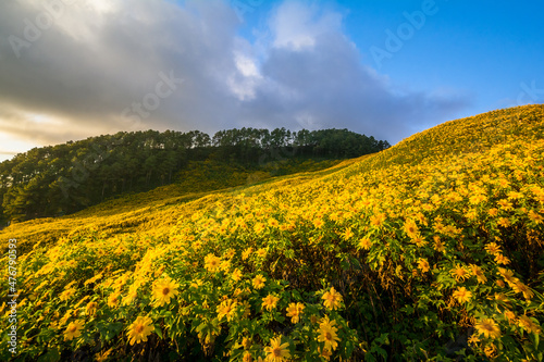 beautiful scenery of yellow flowers Thung Bua Tong  Mae Hong Son  Thailand