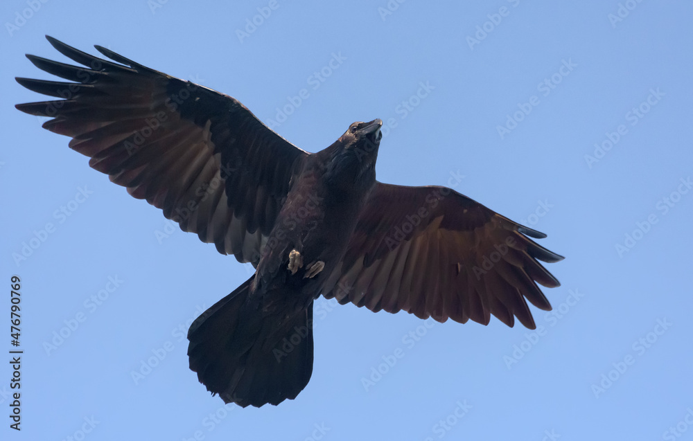Fototapeta premium Adult Common Raven (corvus corax) hovers in blue sky with stretched wings and tail