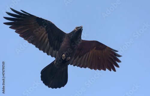 Adult Common Raven (corvus corax) hovers in blue sky with stretched wings and tail