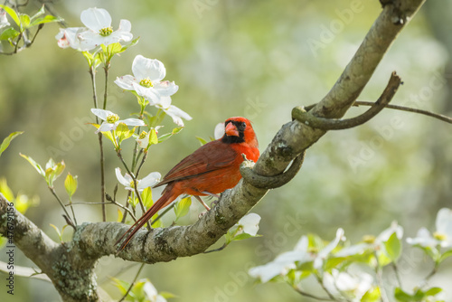 Fotografiet Male cardinal in a dogwood tree