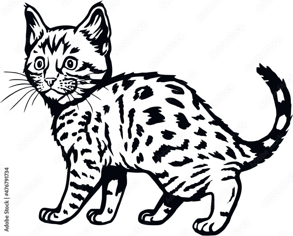 Bengal Cat, Peeking kitten - Cheerful kitty isolated on white - vector stock illustration