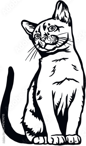 Cat, Peeking kitten - Cheerful kitty isolated on white - vector stock illustration