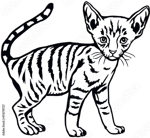 Cornish Rex Cat, Peeking kitten - Cheerful kitty isolated on white - vector stock illustration