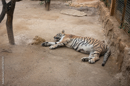 A grated tiger resting in the zoo photo