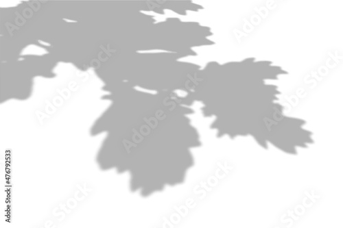 Summer background of shadows from oak leaves and branches on a white wall. White and black for photo or mockup