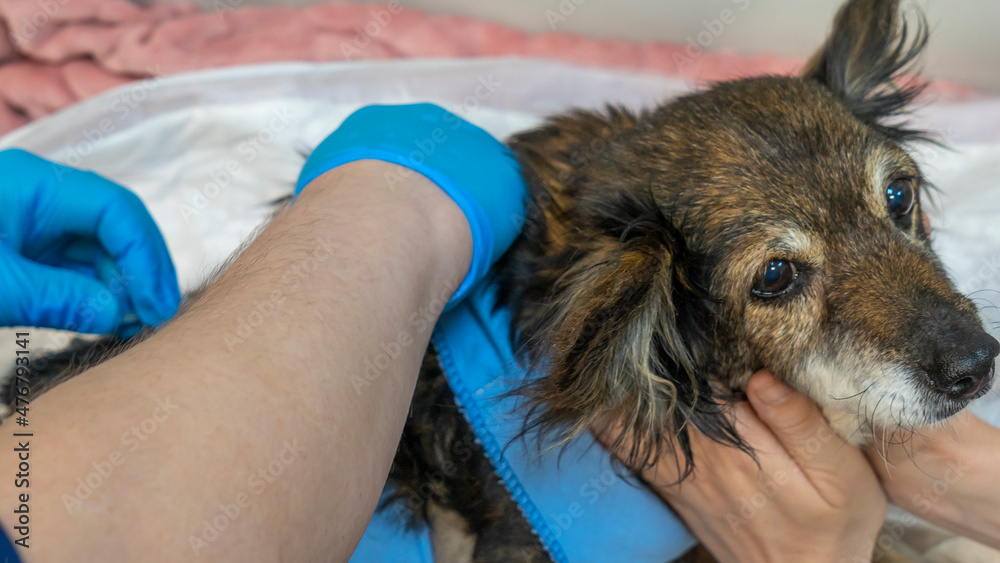 Veterinarian Caring For Injured and homeless Dog. Dog weasel hand on vet.