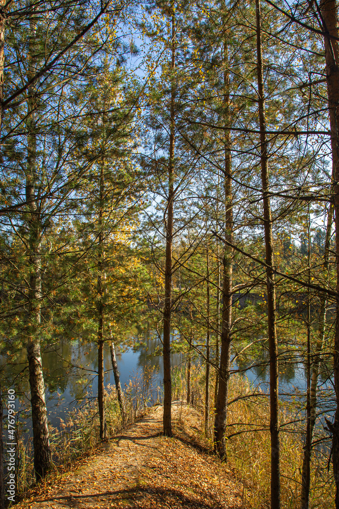 Trees and their shadows in the forest