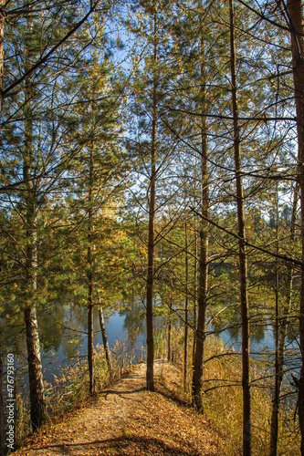 Trees and their shadows in the forest