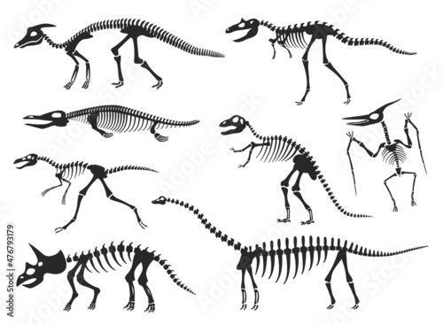 Dinosaurs skeleton silhouette, diplodocus, velociraptor, pterodactyl bones. Prehistoric dinosaur fossils, ancient animal skeletons vector set. Creatures for museum exhibition isolated on white © Frogella.stock