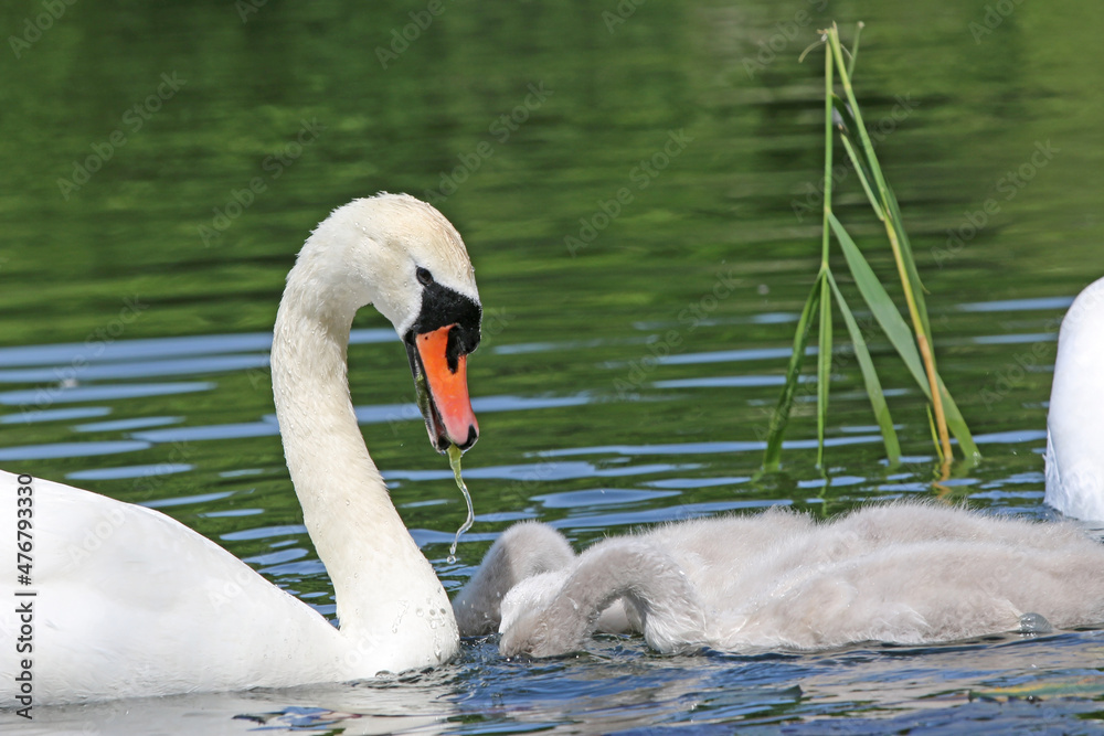 Fototapeta premium Swan and Cygnets on a lake