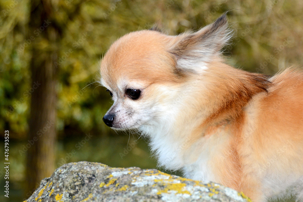 A Chihuahua dog out and about in nature