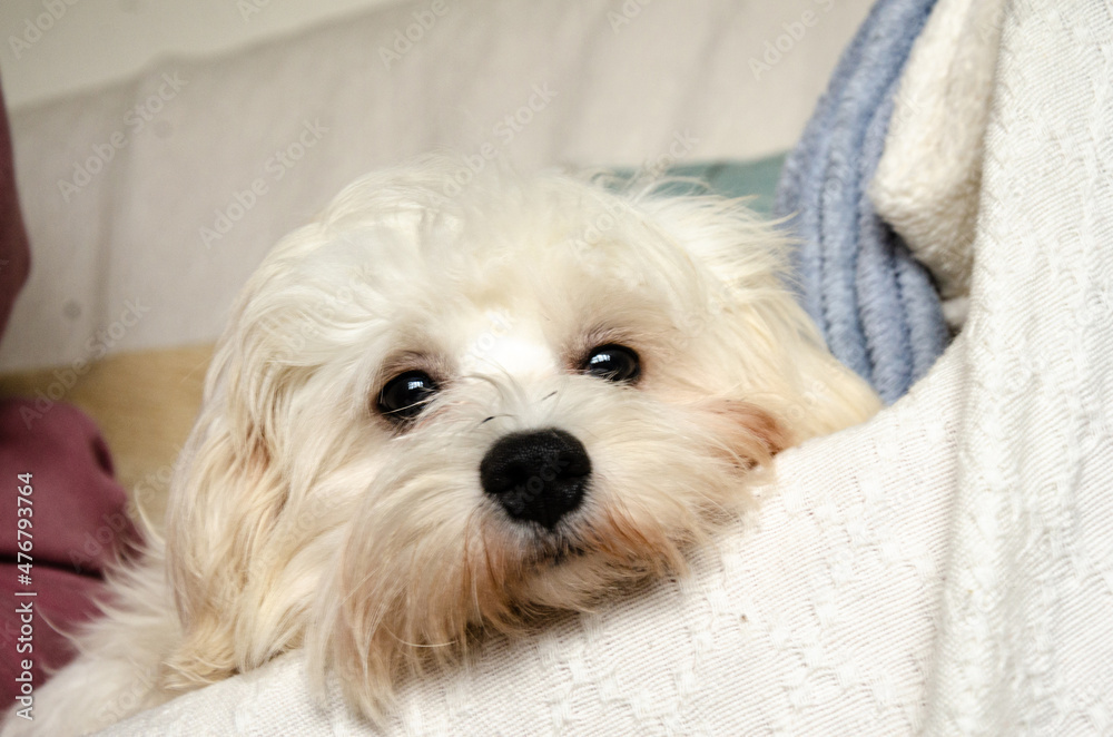 Portrait of a white cavapoo puppy lying on a settee. Portrait of a white cavapoo puppy lying on a settee.