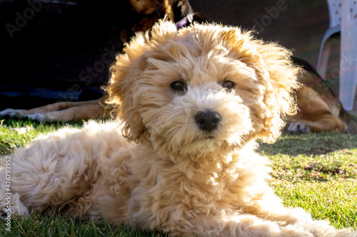 poodle puppy playing