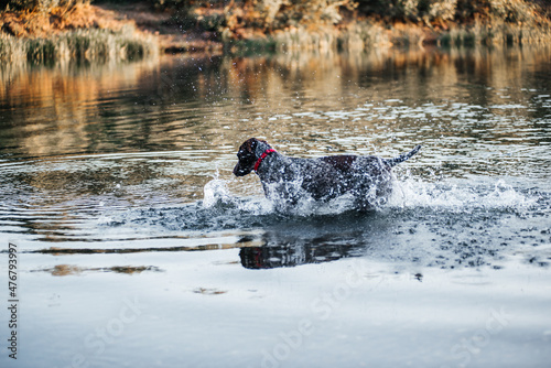 a beautiful dog is playing on the river running after a ball on the water