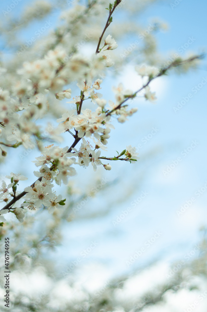 blooming tree in the spring, wallpaper, spring wallpaper, pattern , postcard , poster blooming tree in the spring, wallpaper, spring wallpaper, pattern , postcard , poster