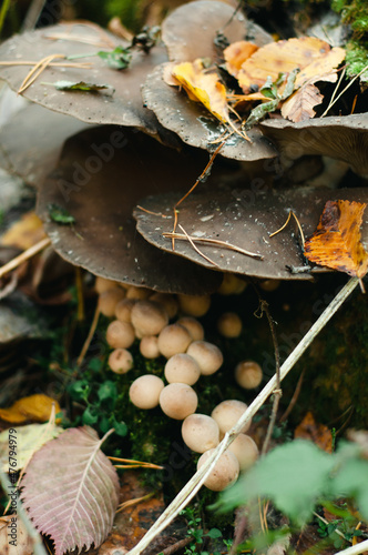 autumn leaves on the ground, oyster mushrooms in the forest, farm products, eco friendly