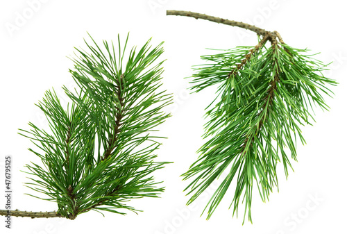 Christmas .festive season. winter greenery. Set of pine branches. Isolated without shadow.