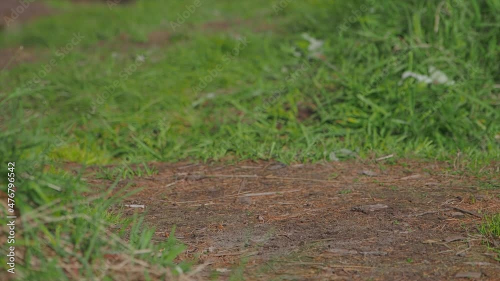 Arctic ground squirrel sits in grass and stares curiously in camera. Kamchatka peninsula, Russia. Arctic ground squirrel sits in grass and stares curiously in camera. Kamchatka peninsula, Russia.
