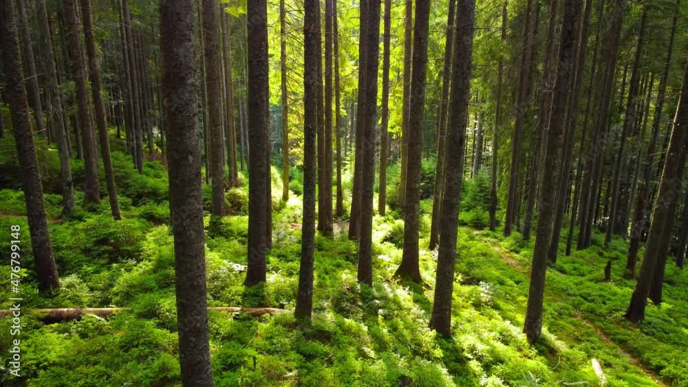 Forest at Spring, Sunny magical Powerful Green trees in the morning time, The sun's rays pass through the Charming and Powerful trees Forest at Spring, Sunny magical Powerful Green trees in the morning time, The sun's rays pass through the Charming and Powerful trees