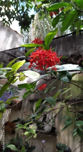 Red flower in garden 