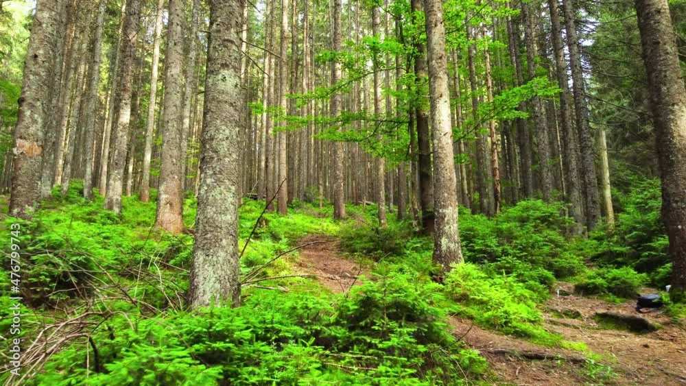 Forest at Spring, Sunny magical Powerful Green trees in the morning time, The sun's rays pass through the Charming and Powerful trees Forest at Spring, Sunny magical Powerful Green trees in the morning time, The sun's rays pass through the Charming and Powerful trees