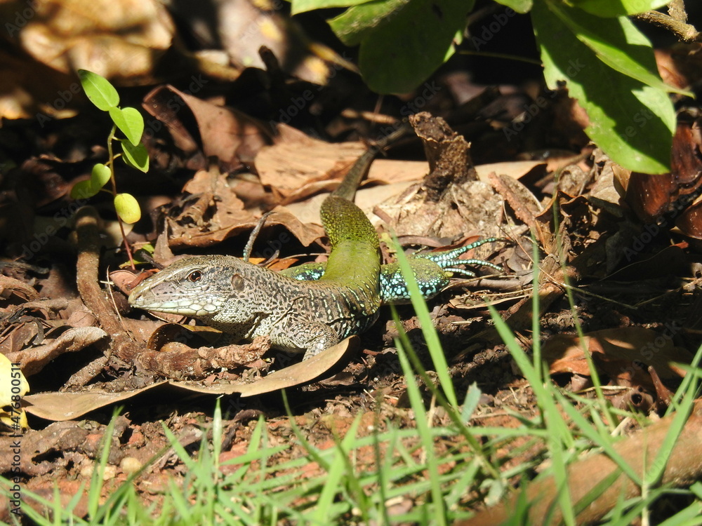 lizard on the ground lizard on the ground