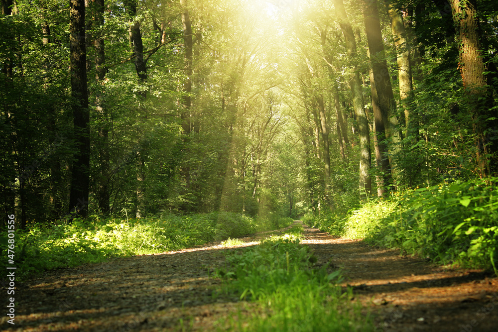 Fototapeta premium Summer Sunny Forest Trees