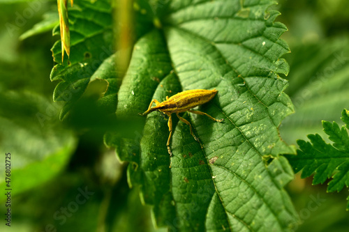 Murais de parede A light green color weevil beetle sits on a wide burdock leaf.