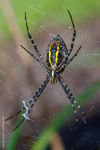 yellow garden spider on its web upside down