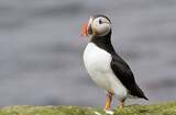 isolated shot of a puffin