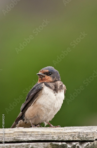 swallow on a fence © © Raymond Orton