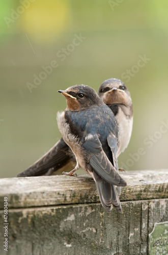 pair of young swallows on a fence