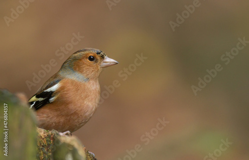 isolated female chaffinch