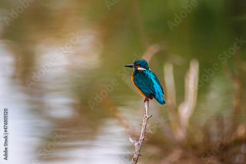 kingfisher on the dry branch © AlexTow