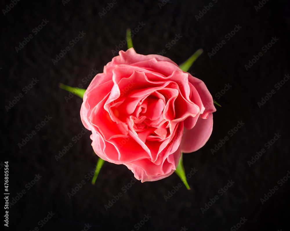 Fototapeta premium Studio shot of flower on black background. For design. Nature.