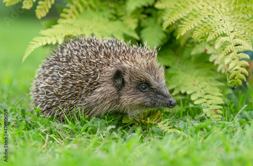 Hedgehog, Scientific name: Erinaceus Europaeus.  Close up of a wild, native, European hedgehog, facing right in natural garden habitat with green ferns.  Horizontal.  Space for copy.