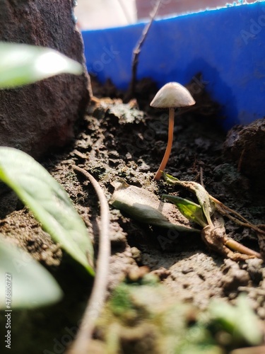 mushrooms in the forest