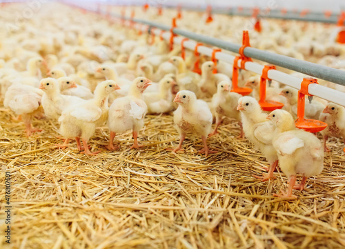 Canvas Print Indoors chicken farm, chicken feeding